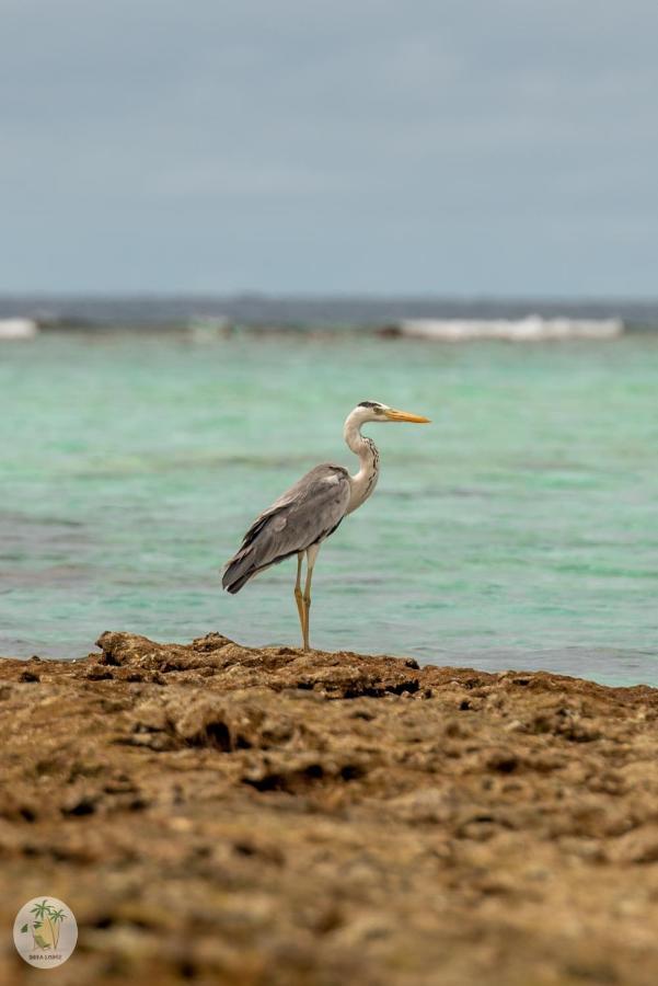 Shifa Lodge Maldives Feridhoo Ngoại thất bức ảnh